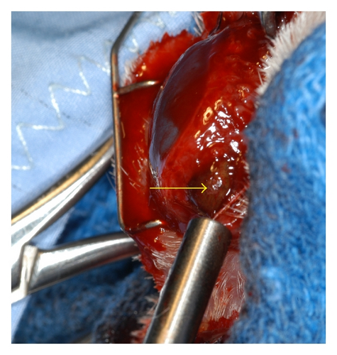 Details are in the caption following the image Details are in the caption following the image