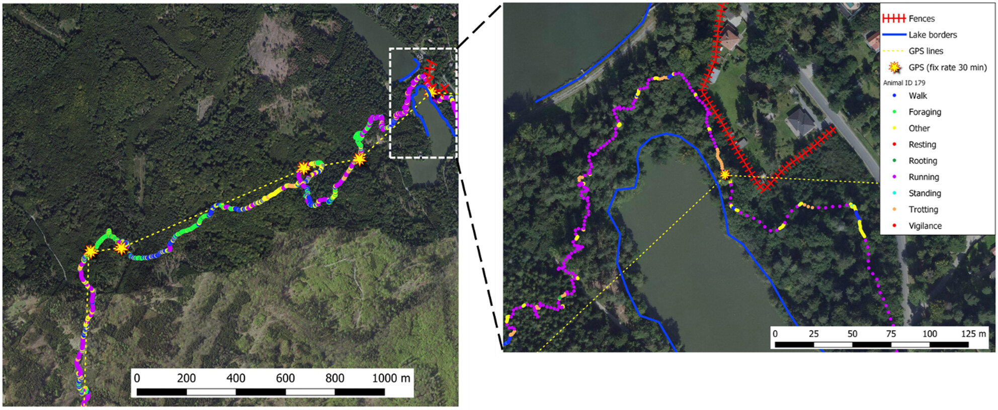 Development of a multisensor biologging collar and analytical techniques to describe high-resolution spatial behavior in free-ranging terrestrial mammals