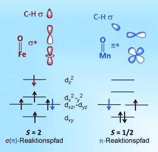 Influence of Ligand Architecture on Oxidation Reactions by High-Valent Nonheme Manganese Oxo Complexes Using Water as a Source of Oxygen