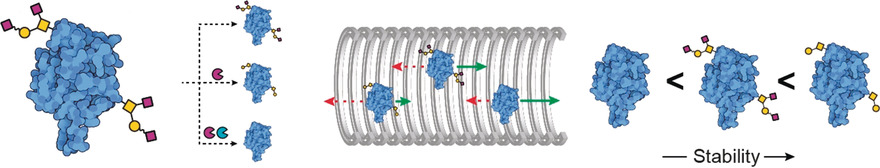Correlating Glycoforms of DC-SIGN with Stability Using a Combination of Enzymatic Digestion and Ion Mobility Mass Spectrometry