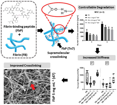 Assessment of Fibrin-Based Hydrogels Containing a Fibrin-Binding Peptide to Tune Mechanical Properties and Cell Responses