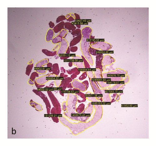 Details are in the caption following the image Details are in the caption following the image
