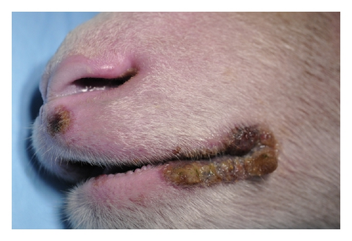 Details are in the caption following the image Details are in the caption following the image