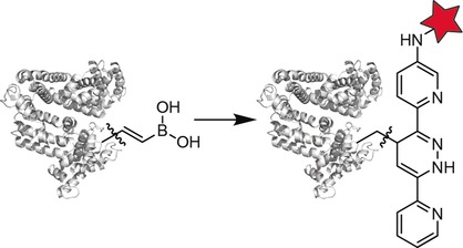 Vinylboronic Acids as Fast Reacting, Synthetically Accessible, and Stable Bioorthogonal Reactants in the Carboni–Lindsey Reaction