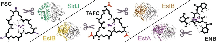 Iron Scavenging in Aspergillus Species: Structural and Biochemical Insights into Fungal Siderophore Esterases