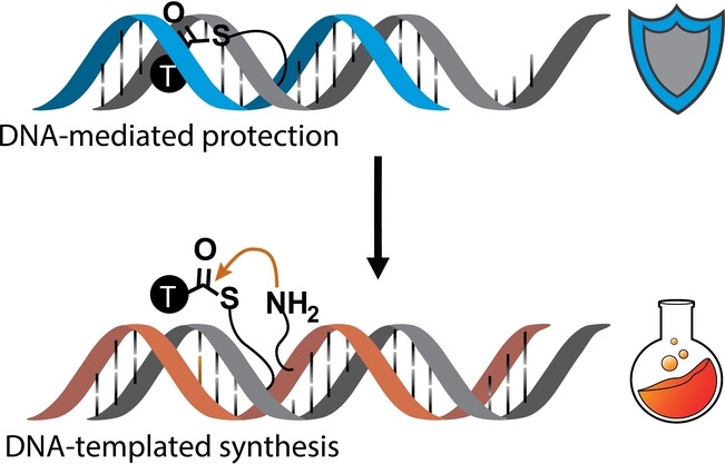 A New Architecture for DNA-Templated Synthesis in Which Abasic Sites Protect Reactants from Degradation