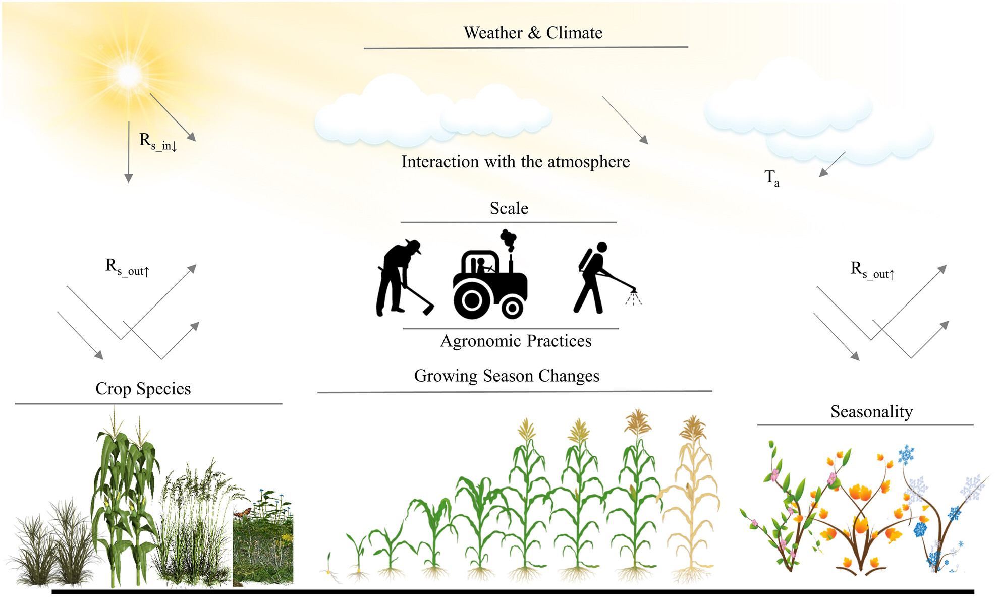 Climate cooling benefits of cellulosic bioenergy crops from elevated albedo