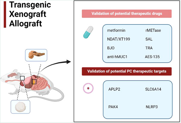 Research progress in the establishment of pancreatic cancer models and preclinical applications