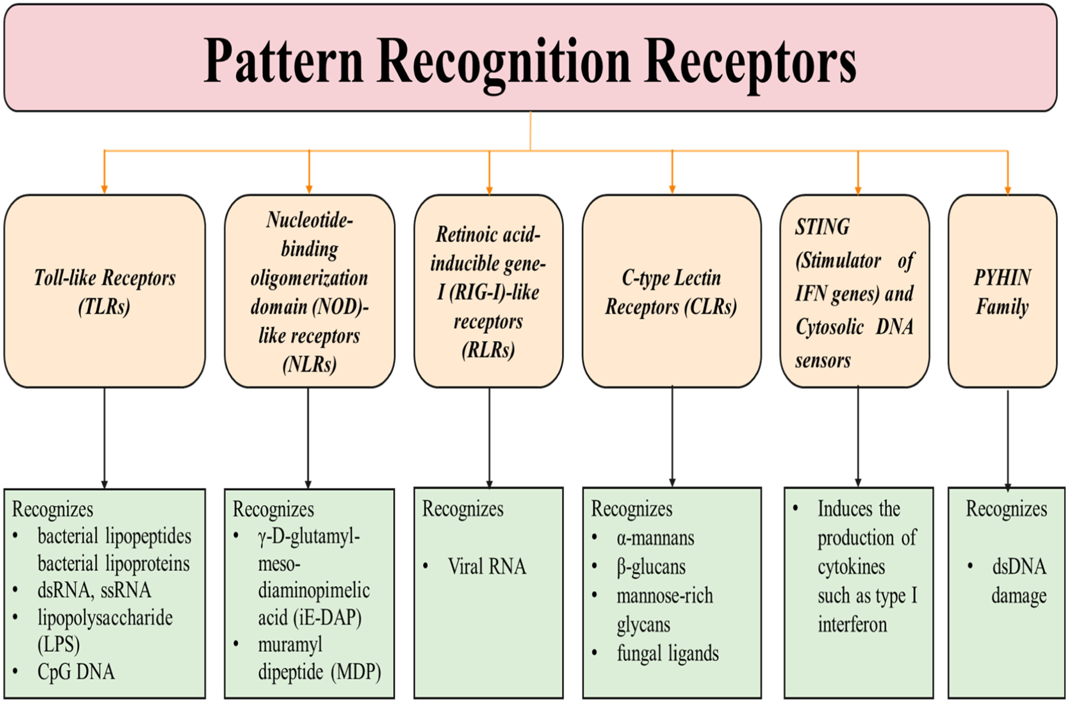 Exploring the Role of Pattern Recognition Receptors as Immunostimulatory Molecules