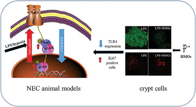Human Milk Oligosaccharides Protect against Necrotizing Enterocolitis by Inhibiting Intestinal Damage via Increasing the Proliferation of Crypt Cells