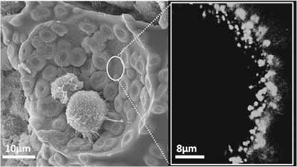 Notch Ligand Presenting Acellular 3D Microenvironments for ex vivo Human Hematopoietic Stem-Cell Culture made by Layer-By-Layer Assembly