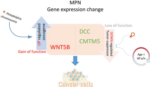 Oncogenic and tumor suppressor genes expression in myeloproliferative neoplasms: The hidden side of a complex pathology
