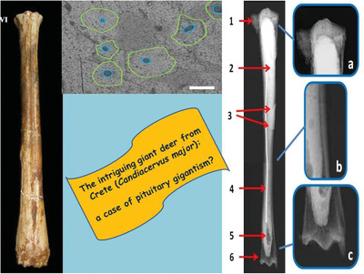 The intriguing giant deer from the Bate cave (Crete): could paleohistological evidence question its taxonomy and nomenclature?