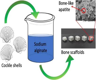 Fabrication of Bone Scaffolds from Cockle Shell Waste
