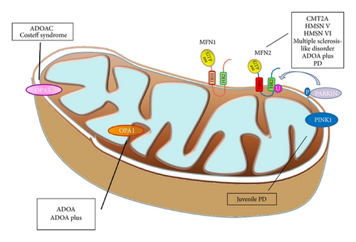 Details are in the caption following the image Details are in the caption following the image