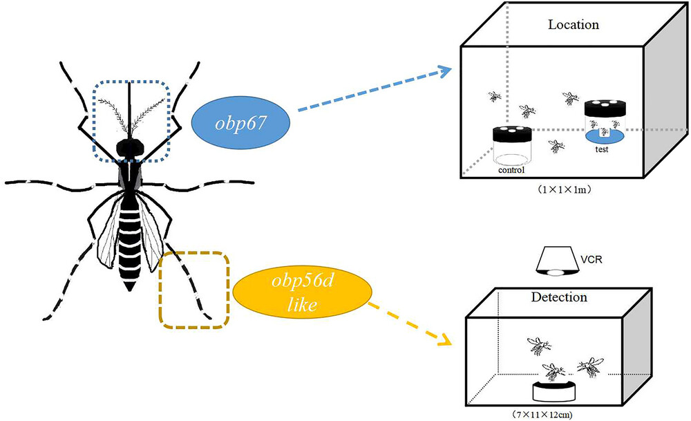 The odorant-binding protein genes obp67 and obp56d-like encode products that guide oviposition site selection in the Asian tiger mosquito, Aedes albopictus