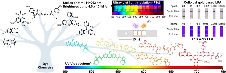 Organic Fluorophores with Large Stokes Shift for the Visualization of Rapid Protein and Nucleic Acid Assays