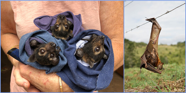 Spectacled Flying-fox conflicts—tucker, totem, taunt and threat 眼镜狐蝠的冲突——食物、图腾、挑战与威胁