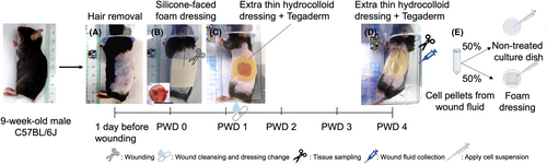 Details are in the caption following the image Details are in the caption following the image
