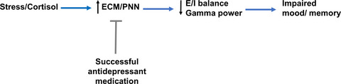 Extracellular matrix remodeling with stress and depression: Studies in human, rodent and zebrafish models