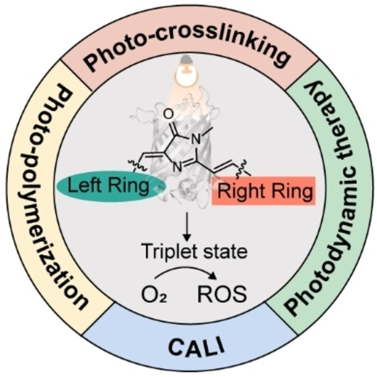Enabling Photo-Crosslinking and Photo-Sensitizing Properties for Synthetic Fluorescent Protein Chromophores