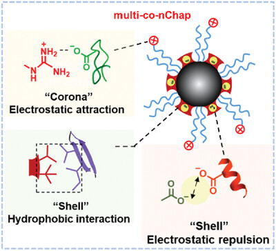 Electrostatic and hydrophobic interaction cooperative nanochaperone regulates protein folding Issue 1, 2024