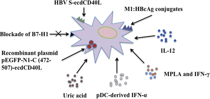 Dendritic cell-based immunotherapy: A potential therapeutic option for chronic Hepatitis B virus infection