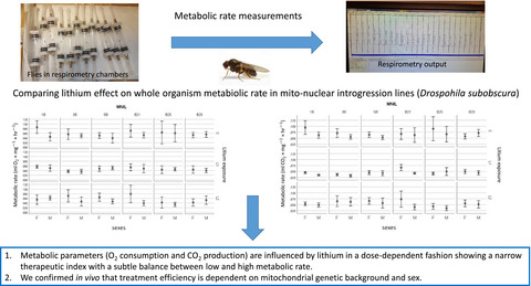 Lithium influences whole-organism metabolic rate in Drosophila subobscura
