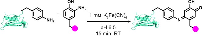 Mild Bioconjugation Through the Oxidative Coupling of ortho-Aminophenols and Anilines with Ferricyanide