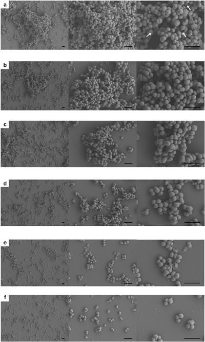 Antibiofilm activity of silver nanoparticles against biofilm forming Staphylococcus pseudintermedius isolated from dogs with otitis externa
