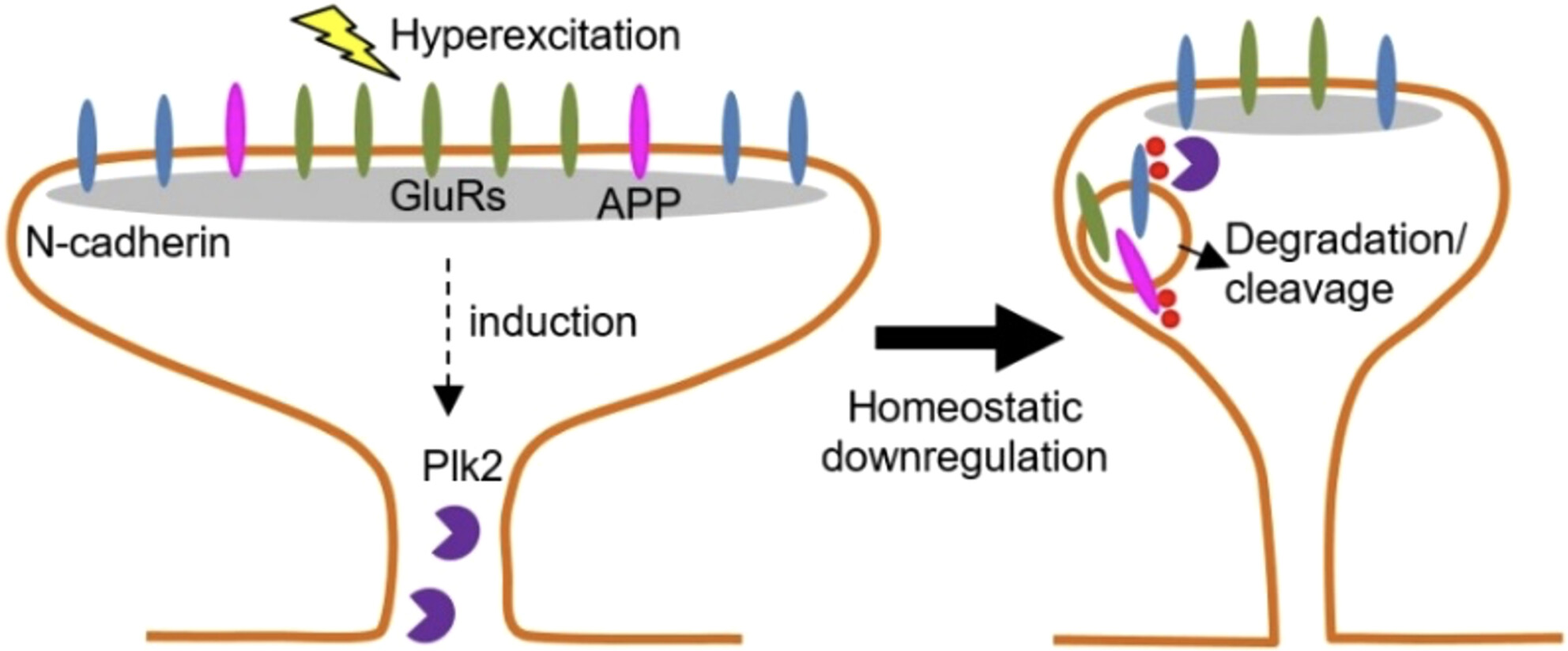 Plk2 promotes synaptic destabilization through disruption of N-cadherin adhesion complexes during homeostatic adaptation to hyperexcitation