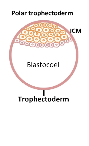 Details are in the caption following the image