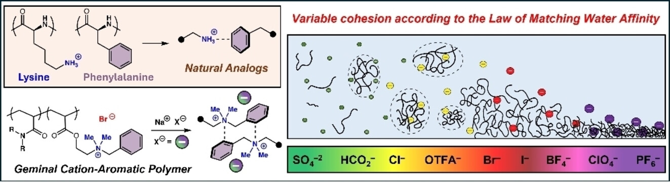Ion-Specific Interactions Engender Dynamic and Tailorable Properties in Biomimetic Cationic Polyelectrolytes