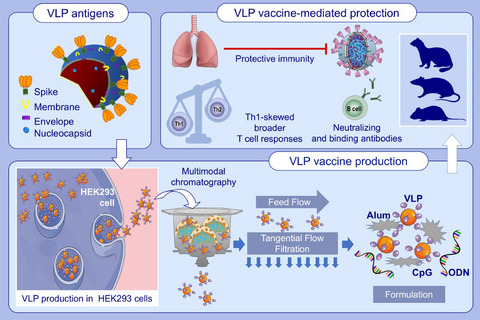 Development and preclinical evaluation of virus-like particle vaccine against COVID-19 infection