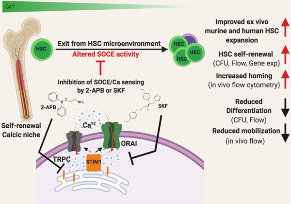 Temporal modulation of calcium sensing in hematopoietic stem cells is crucial for proper stem cell expansion and engraftment