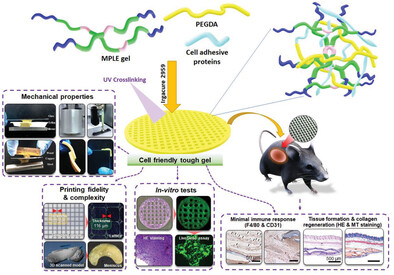 Incorporation of Cell-Adhesive Proteins in 3D-Printed Lipoic Acid-Maleic Acid-Poly(Propylene Glycol)-Based Tough Gel Ink for Cell-Supportive Microenvironment