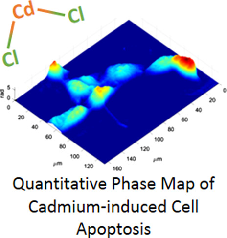 In vitro cytotoxicity evaluation of cadmium by label-free holographic microscopy