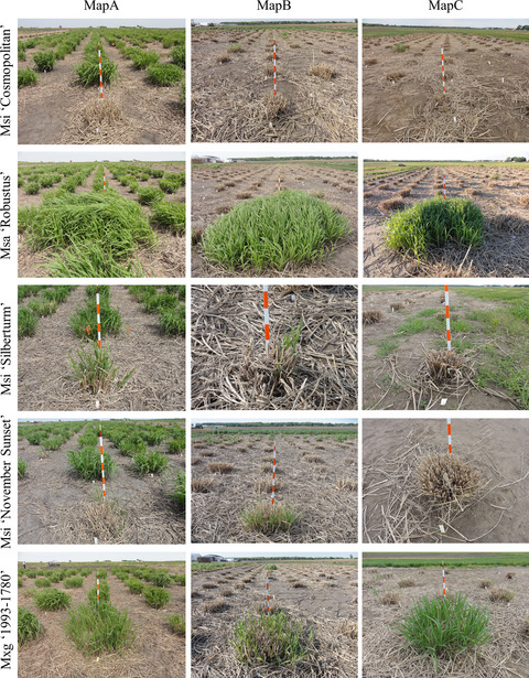 Winter hardiness of Miscanthus (II): Genetic mapping for overwintering ability and adaptation traits in three interconnected Miscanthus populations