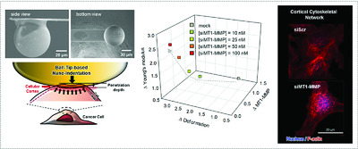 Microsphere-Based Nanoindentation for the Monitoring of Cellular Cortical Stiffness Regulated by MT1-MMP