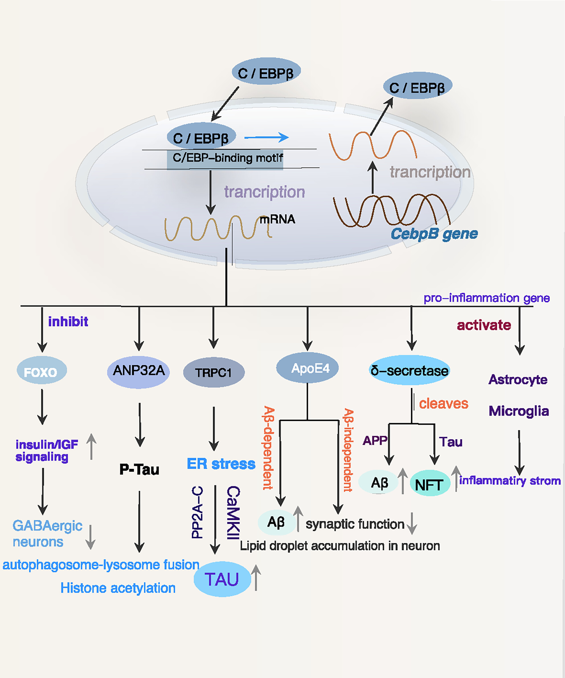 C/EBPβ: A transcription factor associated with the irreversible progression of Alzheimer's disease
