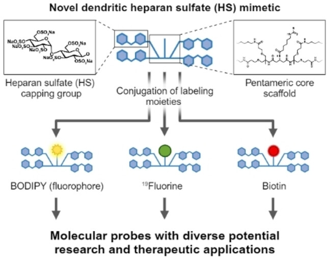 Synthesis and Detection of BODIPY-, Biotin-, and 19F- Labeled Single-Entity Dendritic Heparan Sulfate Mimetics