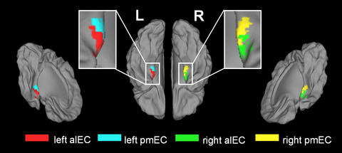 Functional connectivity changes in the entorhinal cortex of taxi drivers