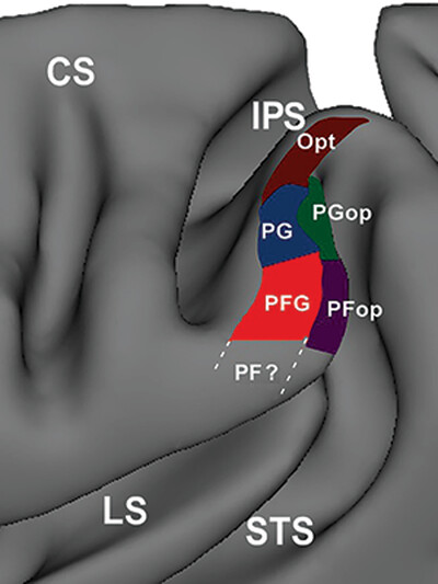 Architecture of the inferior parietal cortex in capuchin monkey