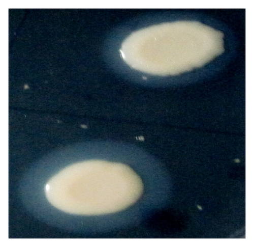 Details are in the caption following the image