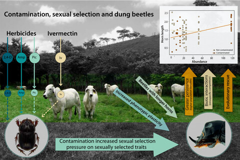 Contamination effects on sexual selection in wild dung beetles