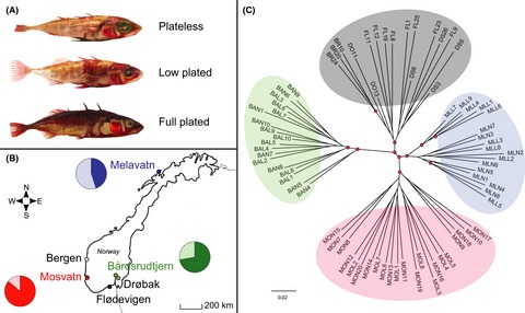 Genomic signatures of the plateless phenotype in the threespine stickleback
