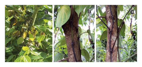 Details are in the caption following the image