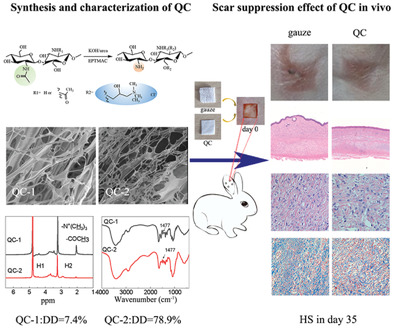 Early Application of Quaternized Chitin Derivatives Inhibits Hypertrophic Scar Formation