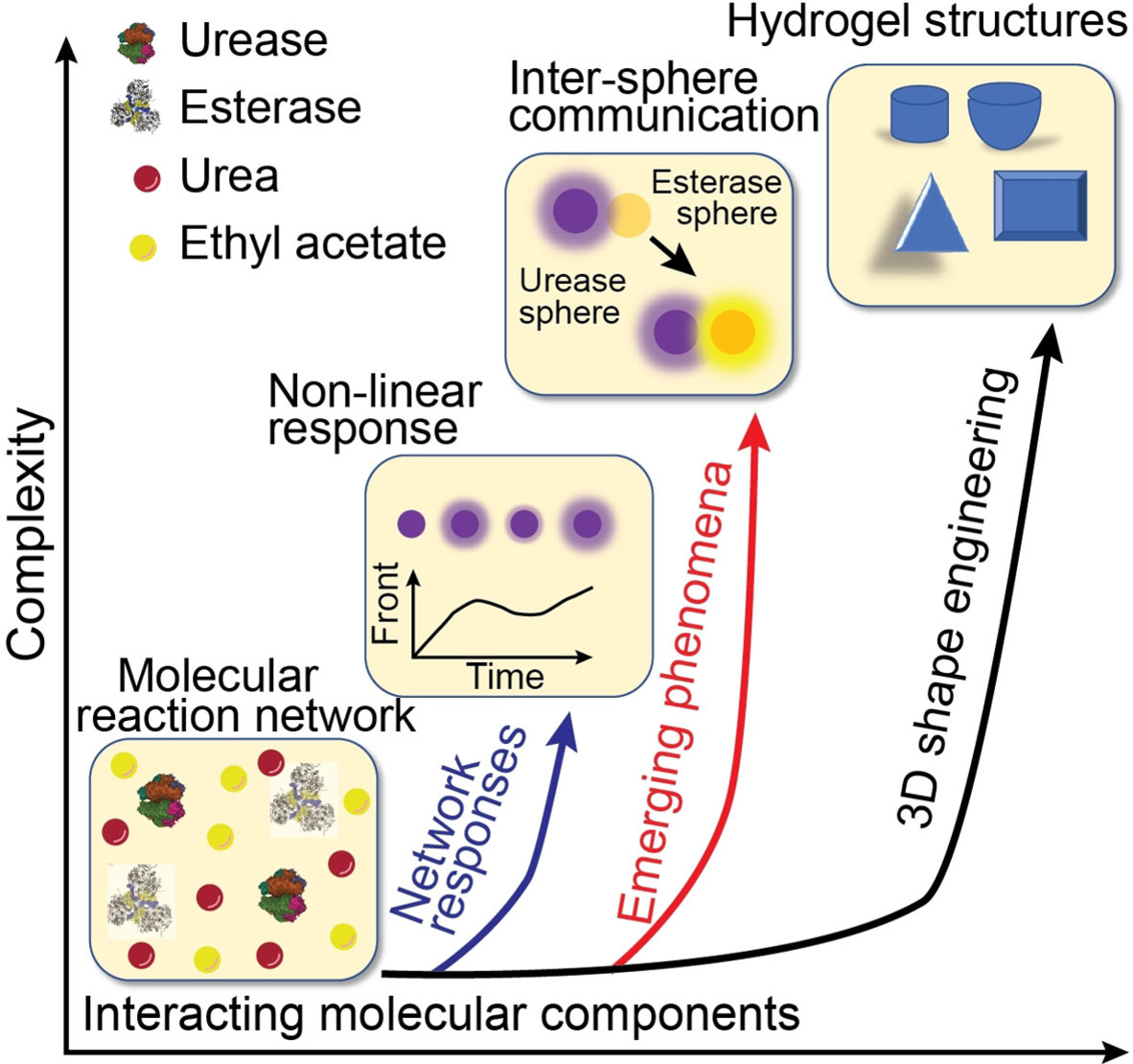 Feedback and Communication in Active Hydrogel Spheres with pH Fronts: Facile Approaches to Grow Soft Hydrogel Structures