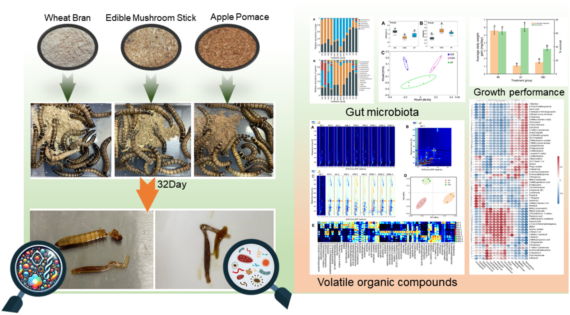 Influence of agricultural waste-based diets on growth performance, gut microbiome composition, and volatile organic compound profiles in Zophobas morio
